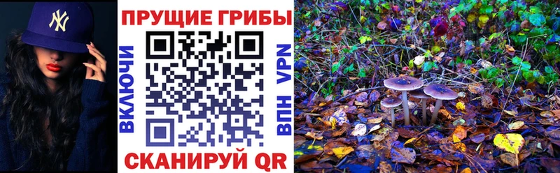 купить Сортавала Галлюциногенные грибы Magic Shrooms